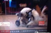 阿达娱乐吃瓜,揭秘娱乐圈最新吃瓜事件，带你领略明星幕后故事